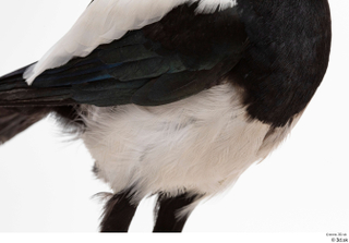 Common magpie Pica pica chest wing 0001.jpg
